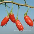 best dried goji berries wolfberry fruit export mauritius